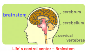 brainstem_en